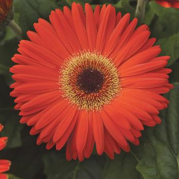 Gerbera Daisy