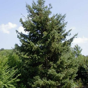 Black Hills Spruce