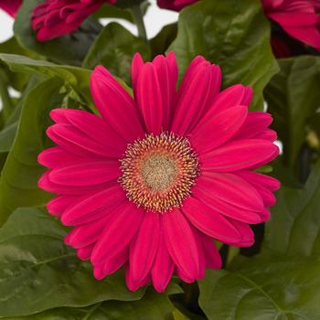 Gerbera Daisy