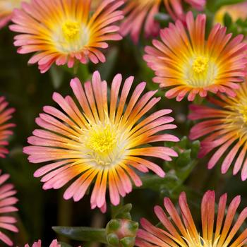 Ice Plant