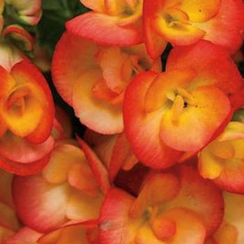 Rieger Begonia
