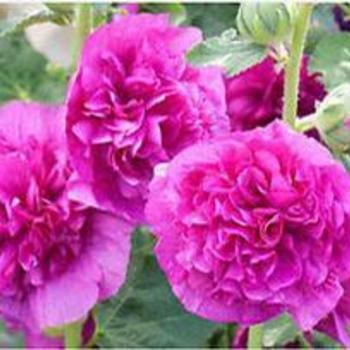 Hollyhock Hollyhock
