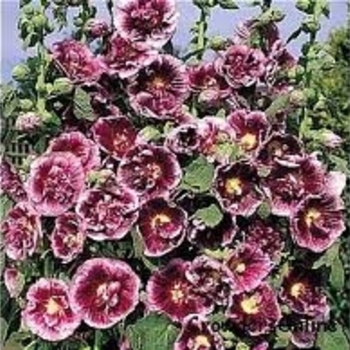 Hollyhock  Hollyhock