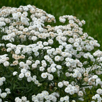 Yarrow Yarrow