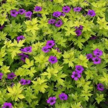 Cranesbill