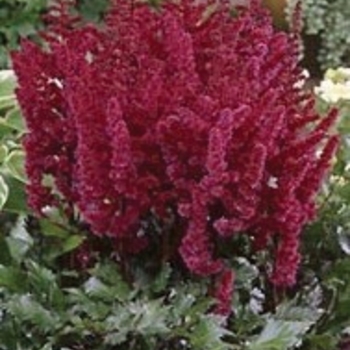 False Spirea False Spirea