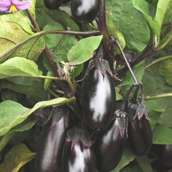 Eggplant Eggplant