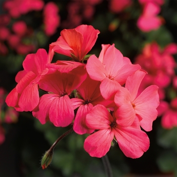 Caliente&reg; Coral Salmon
