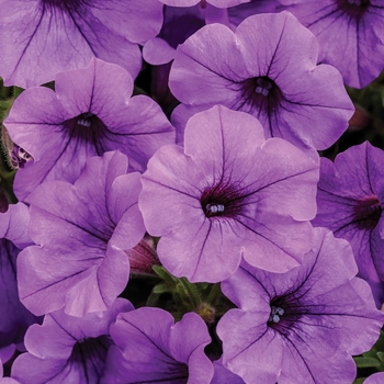 Supertunia® Mini Vista™ Indigo Supertunia® Mini Vista™ Indigo