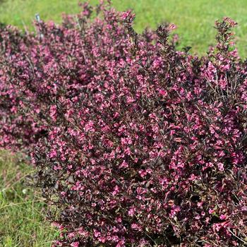 Weigela Weigela