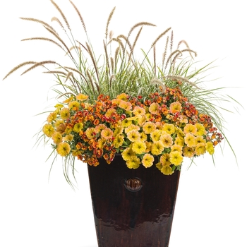 Sunsatia&reg; Nemesia