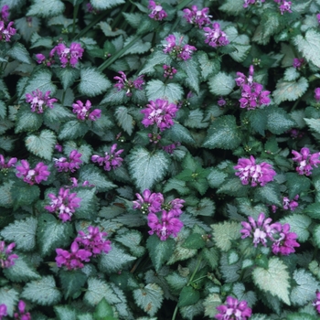 Dead Nettle Dead Nettle