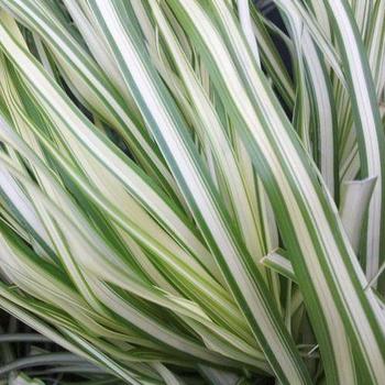 Feather Reed Grass