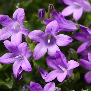 Bellflower