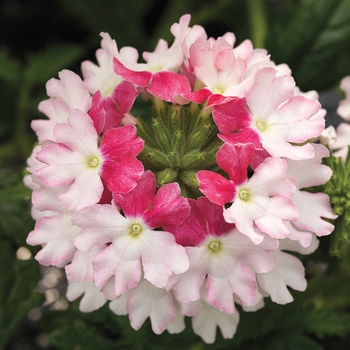 Verbena