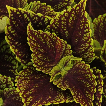 Coleus Coleus
