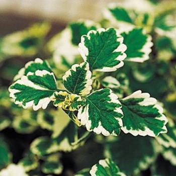 Plectranthus Plectranthus
