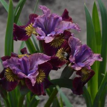 Siberian Iris