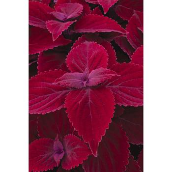 Coleus
