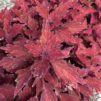 TerraScape™ Paprika TerraScape™ Paprika
