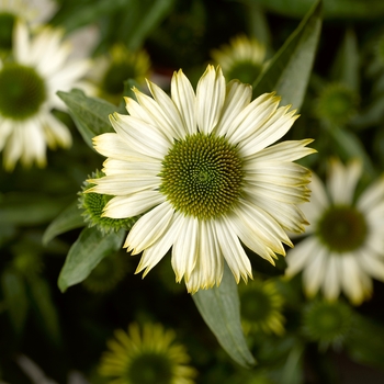Coneflower Coneflower