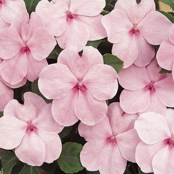 Impatiens