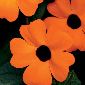'Orange A-Peel®' Black-Eyed Susan Vine 'Orange A-Peel®' Black-Eyed Susan Vine
