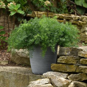 FuzzyFern™ Frizz FuzzyFern™ Frizz