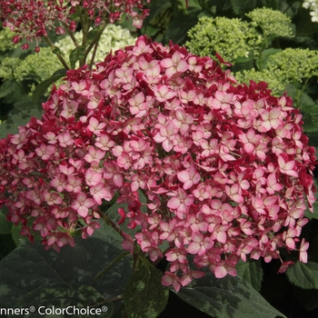 Invincibelle® 'Ruby'