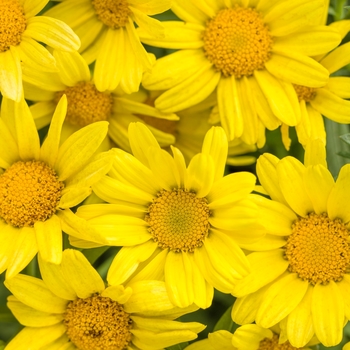 Marguerite Daisy