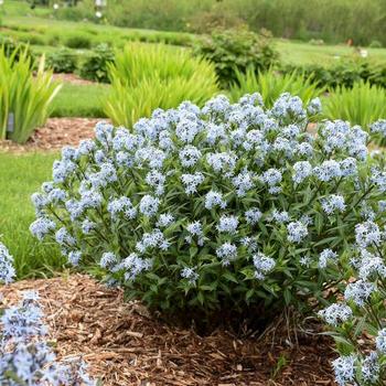 Blue Star