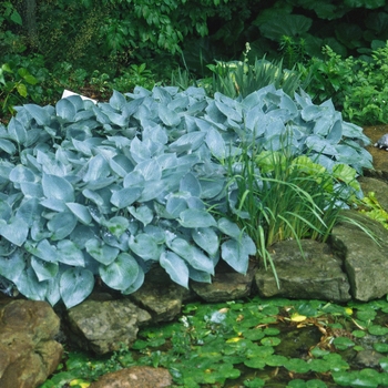 Plantain Lily