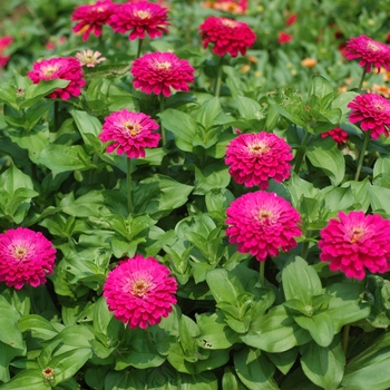 Zinnia Zinnia