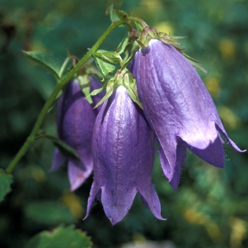 Bellflower