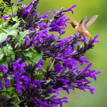 Salvia Salvia