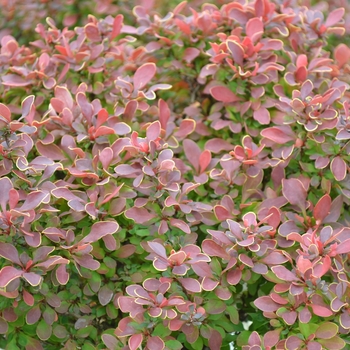 Golden Ruby&reg; Barberry