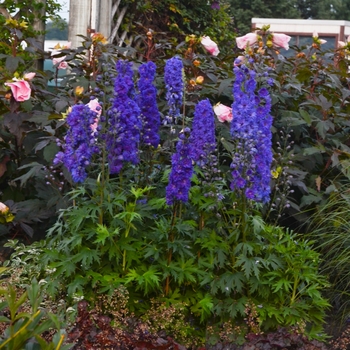 Larkspur