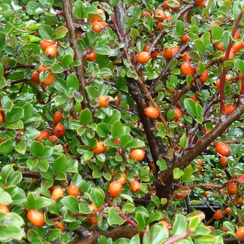 Rock Spray Cotoneaster Rock Spray Cotoneaster