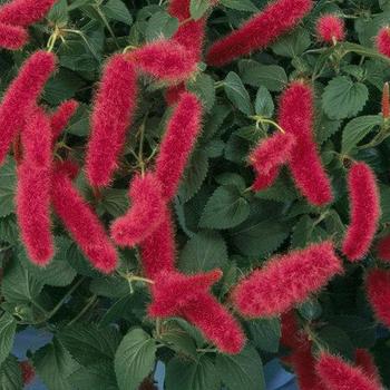 Chenille Firetail