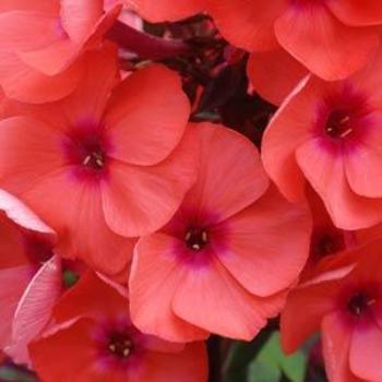 Garden Phlox Garden Phlox