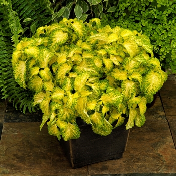 Coleus Coleus