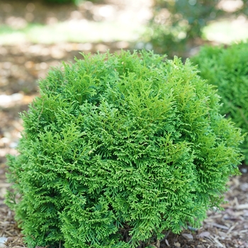 'Tater Tot®' Arborvitae