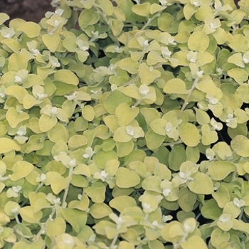 Lemon Licorice Helichrysum