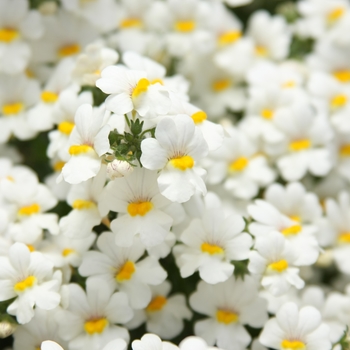 Sunsatia&reg; Coconut