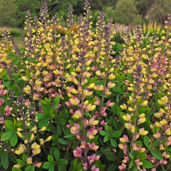 Decadence&reg; False Indigo