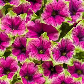 Petunia