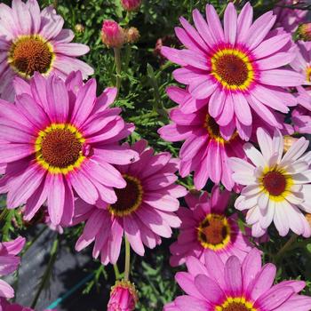Grandaisy&reg; Pink Halo