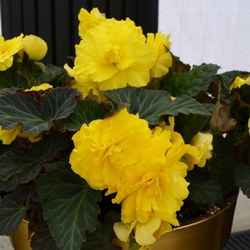 Yellow Yellow
