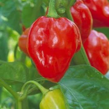 Pepper, Hot Pepper, Hot