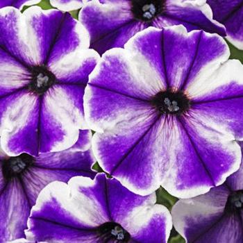 Petunia Petunia